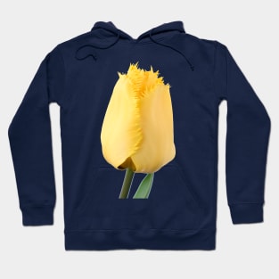 Tulipa  &#39;Crystal Star&#39;  Fringed Tulip Hoodie